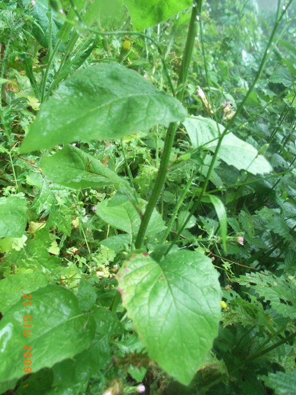 Lapsana communis